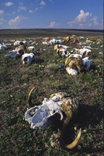 Head Hill Archaeological Site