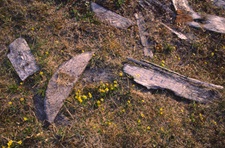 Barrel staves from the Investigator Site at Mercy Bay