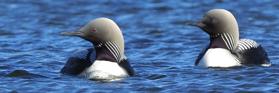 Pacific Loon : Jay Frandsen