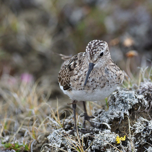 Bairds Sandpiper