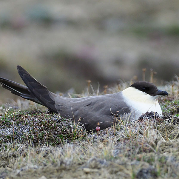 Long-tailed Jaeger