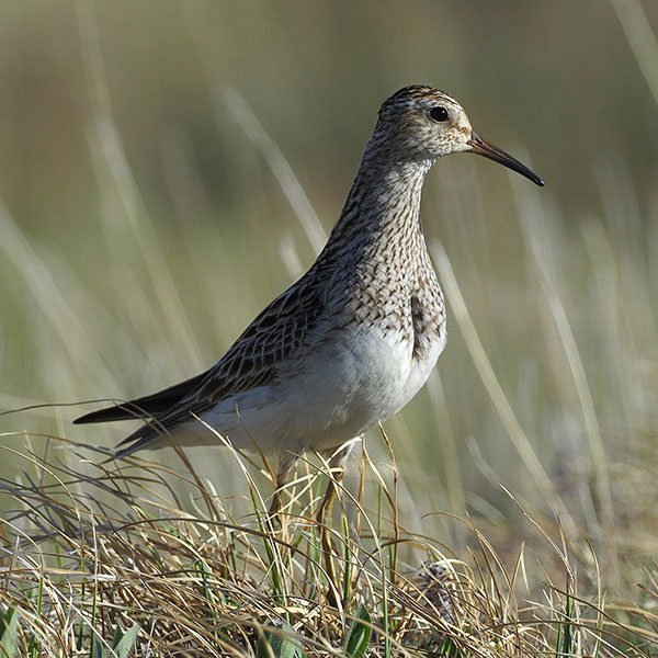 Bécasseau à poitrine cendrée