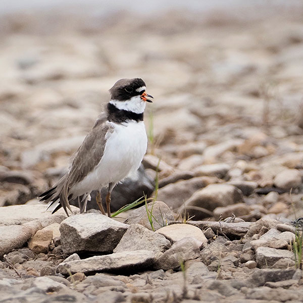 Semipalmated Plover