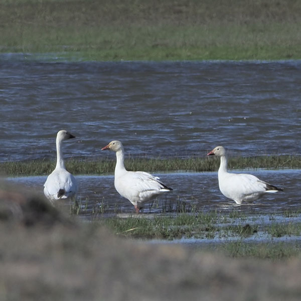 Snow Geese