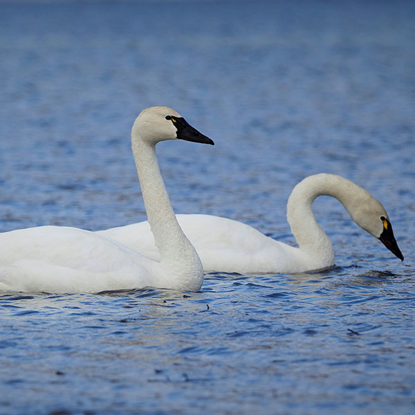 Cygne siffleur