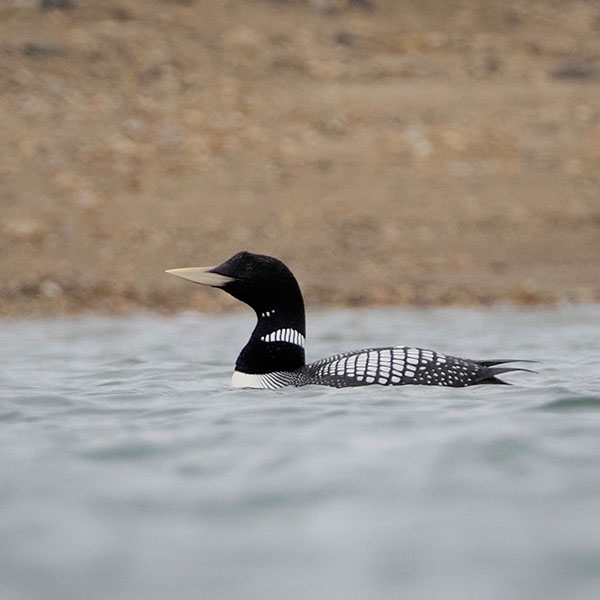 Yellow-billed Loon