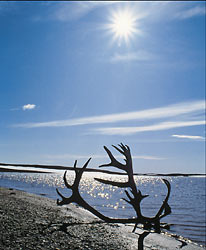 Antlers on the beach