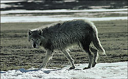 Loup arctique © Parcs Canada