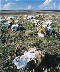 Crânes de boeufs musqués sur le lieu de l'abattage © Parcs Canada