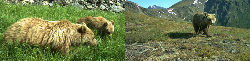 bear_ours