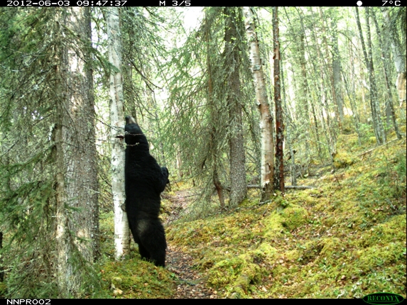 Ours noir se grattant contre un arbre 2