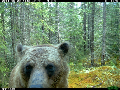 Grizzly Close Up 