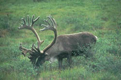 Caribou