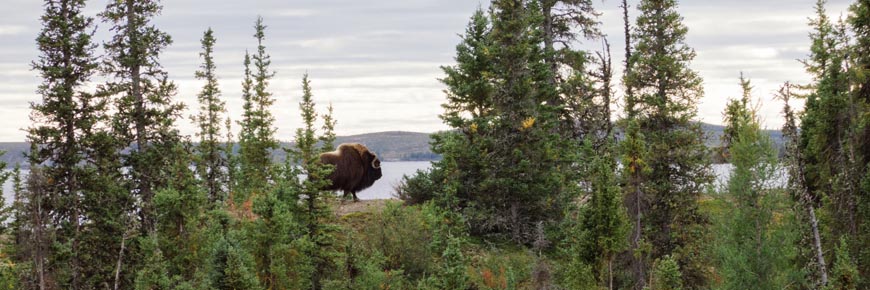 Lone muskox standing on a ridge