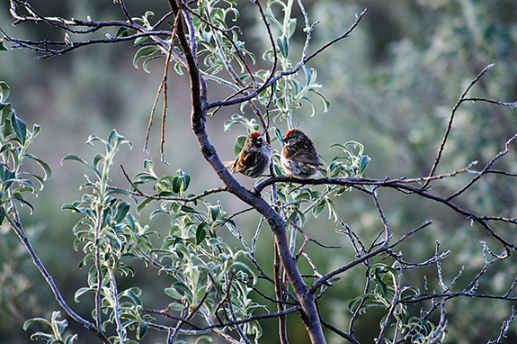 Deux oiseaux sur une branche