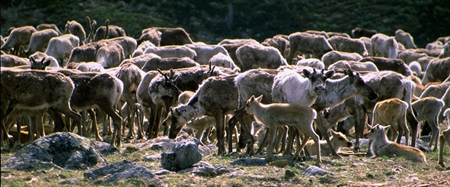 Bluenose Caribou 