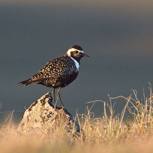 American Golden Plover 