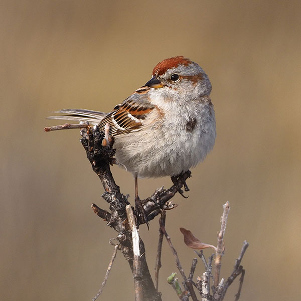 American Tree Sparrow