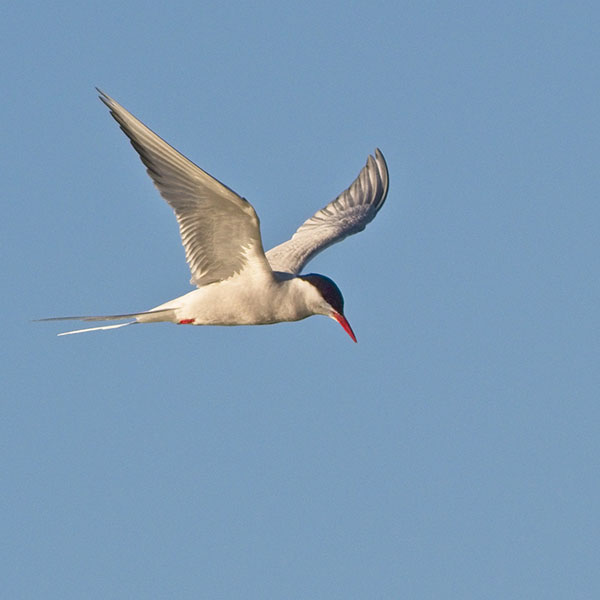 Arctic Tern