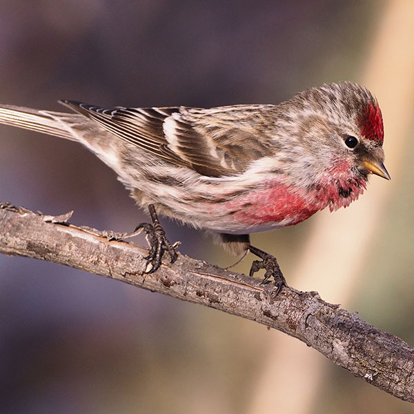 Common Redpoll