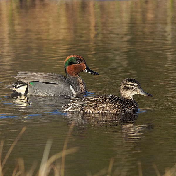 Green-winged Teal