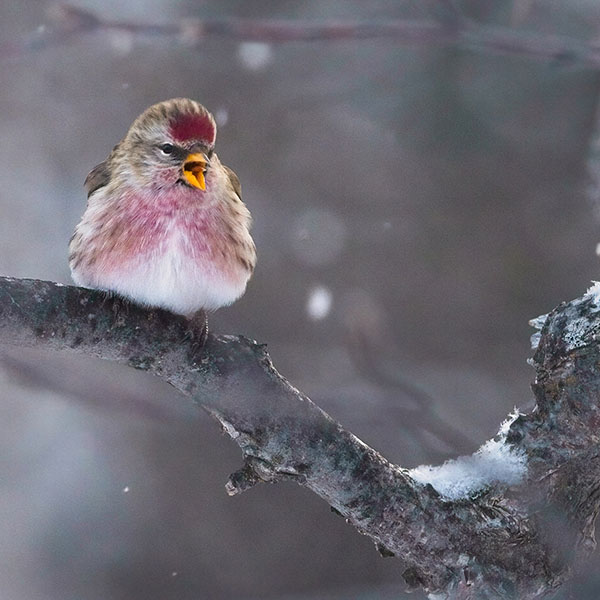 Hoary Redpoll 