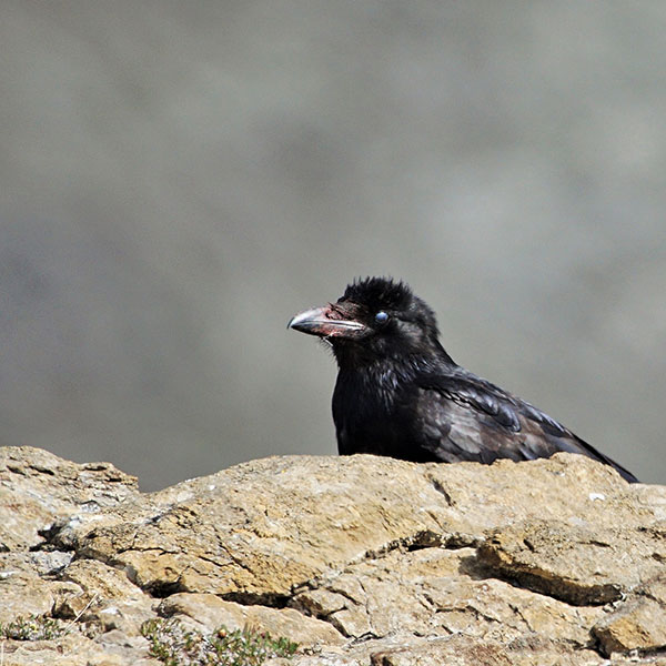 Juvenile raven