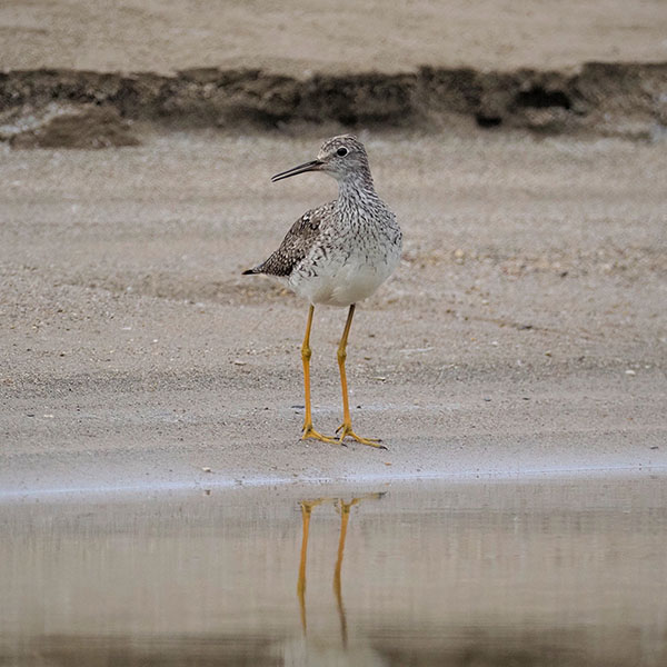 Lesser Yellowlegs