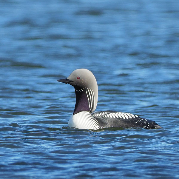 Pacific Loon