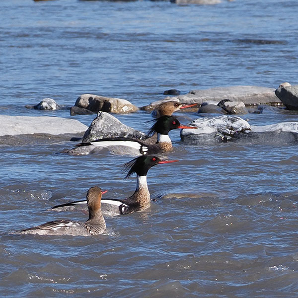 Red-breasted Mergansers