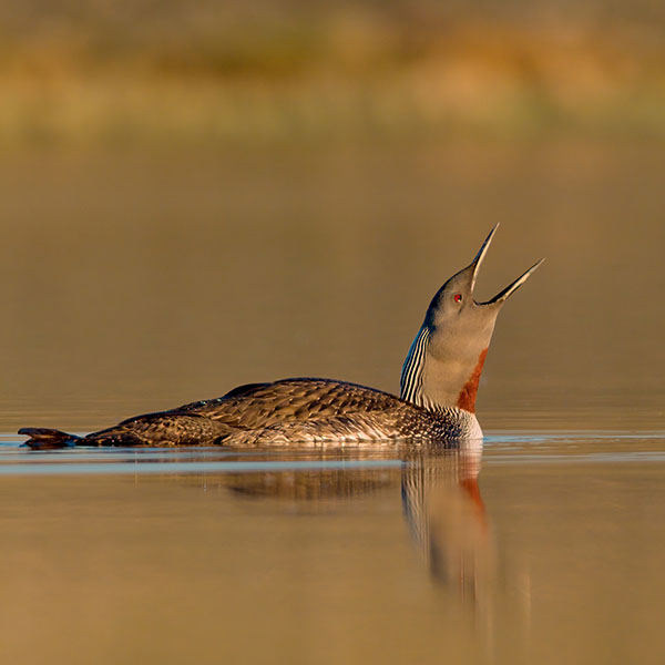 Red-throated Loon 