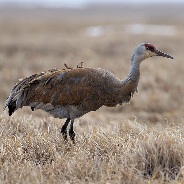 Sandhill Crane