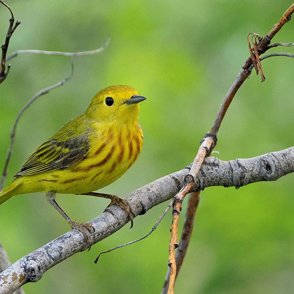 Yellow Warbler