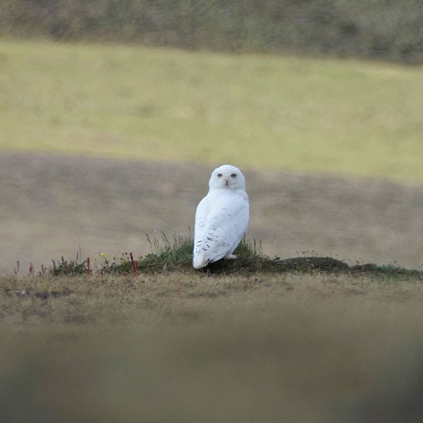 snowy owl