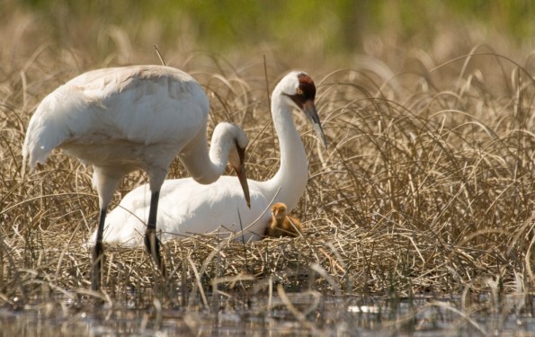 Whooping Crane at nest 