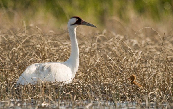 Whooping Crane and young crane 