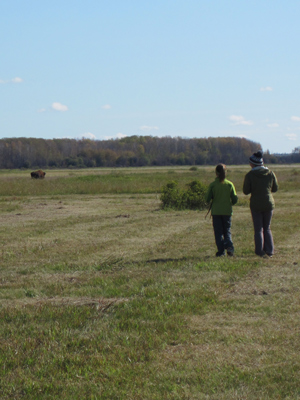 Bison in the meadows