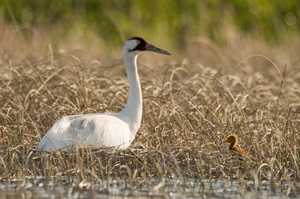 whooping crane