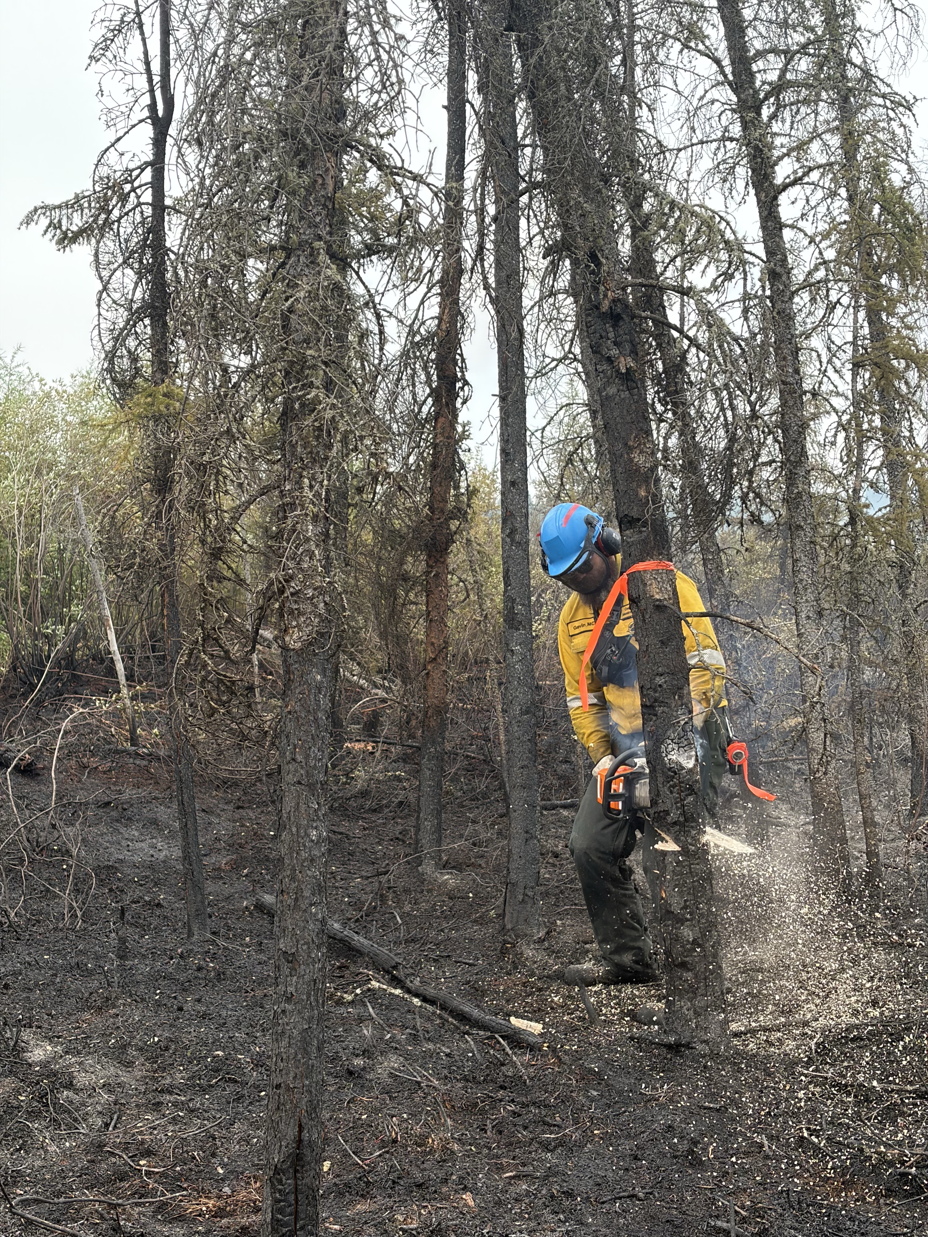 Un pompier forestier en Nomex jaune et casque de sécurité bleu avec écran facial abat un arbre brûlé dans la forêt carbonisée.