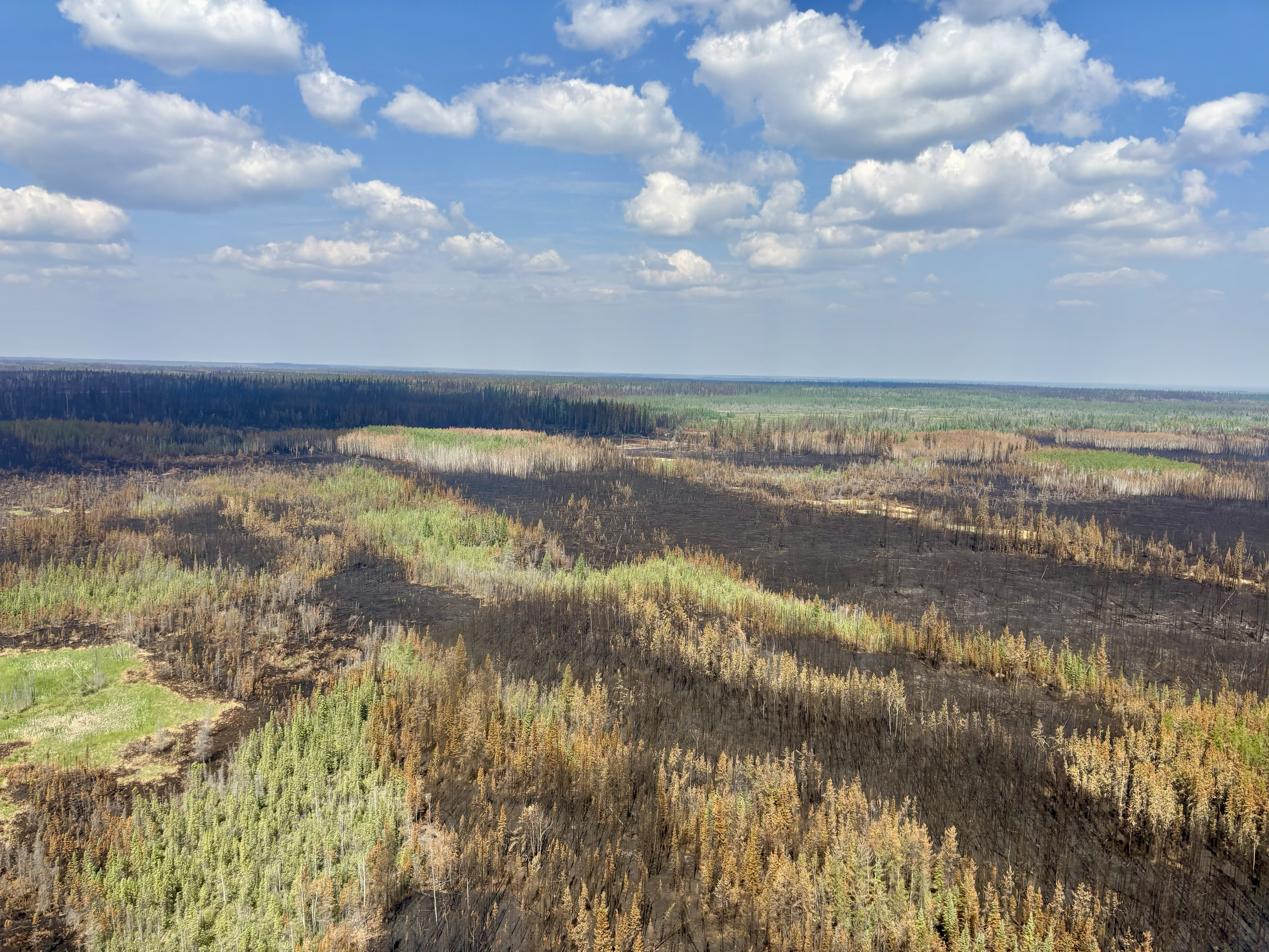 Une vue aérienne montre un ruisseau sinueux qui coule à travers une mosaïque de milieux humides, d’herbes et de forêt récemment touchée par le feu, où des parcelles de végétation verte contrastent avec les zones brûlées dans le paysage.