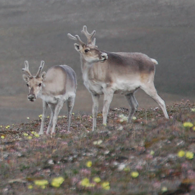 Two Peary caribou on the tundra