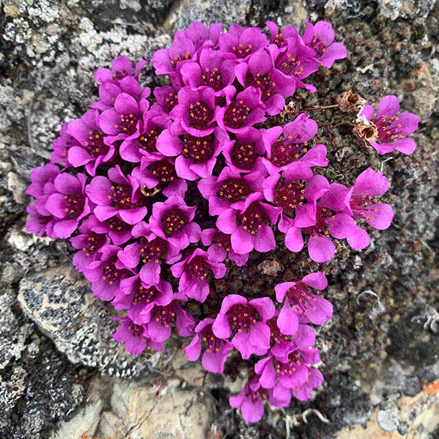 A close-up view of purple saxifrage