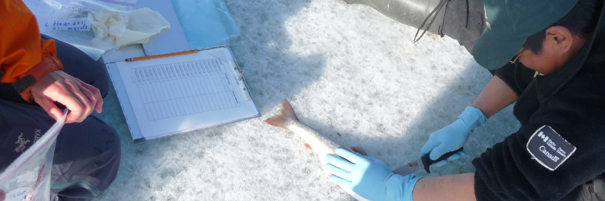 Two people taking scientific measurements from an Arctic char.