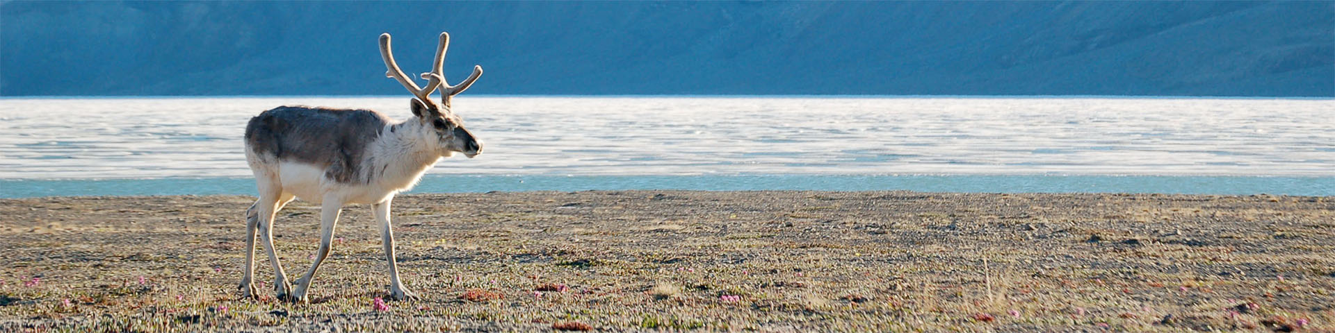 A Peary caribou walking on the tundra in Quttinirpaaq National Park.