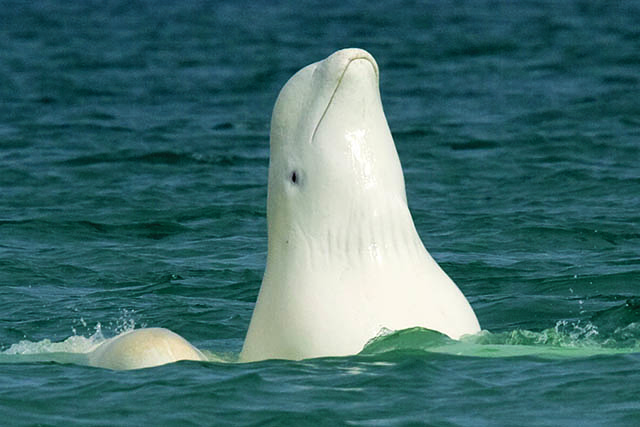 A close-up of a beluga rising vertically from the water