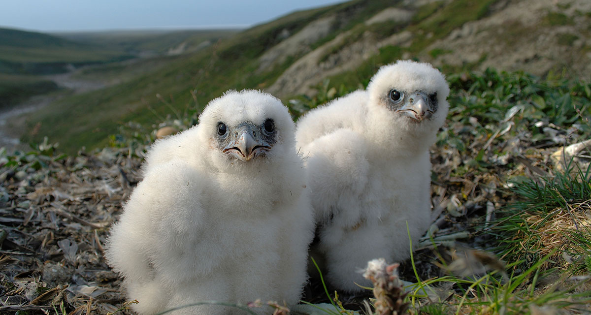 Two young Peregrine Falcons surrounded by tundra scenery