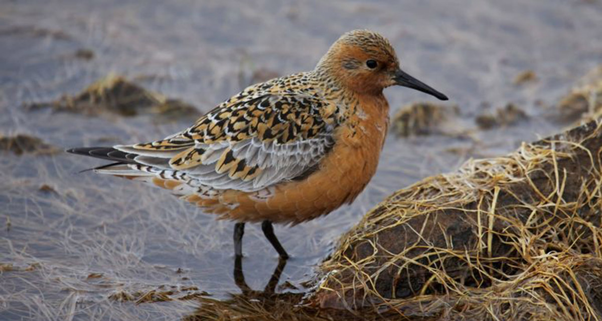 A Red Knot in shallow water