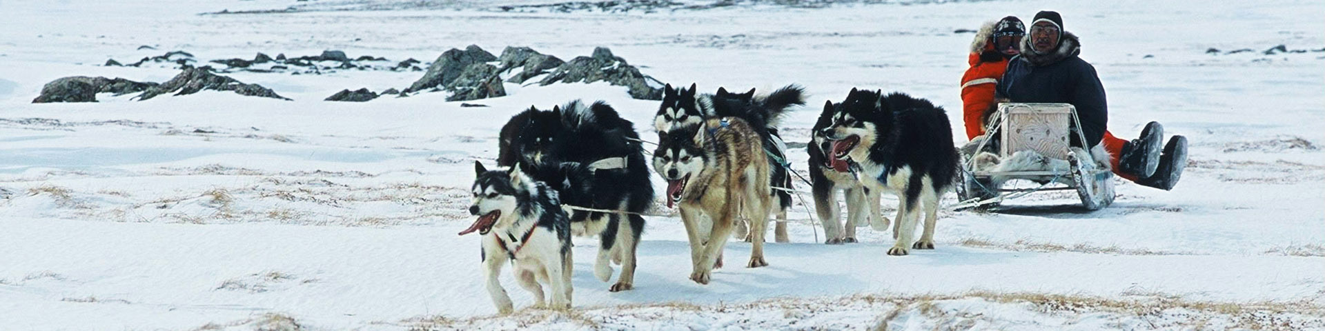 Two people being pulled on a sled by a dog team. 