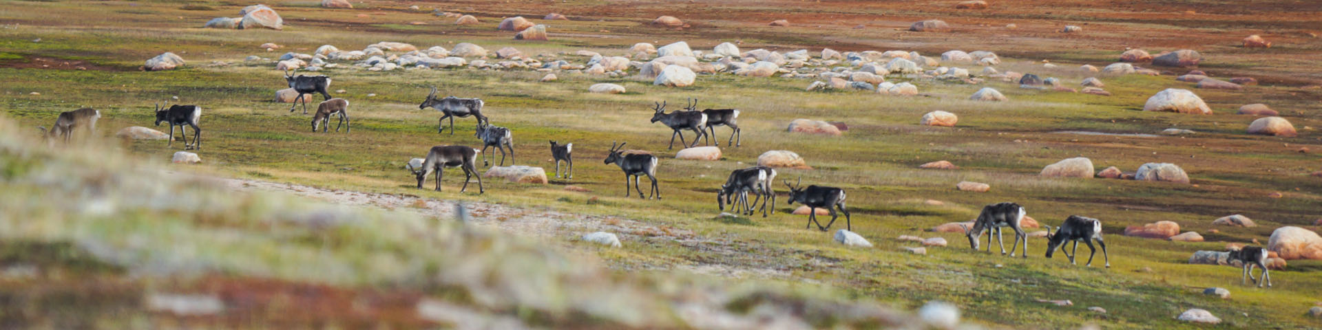 A herd of caribou on the tundra. 