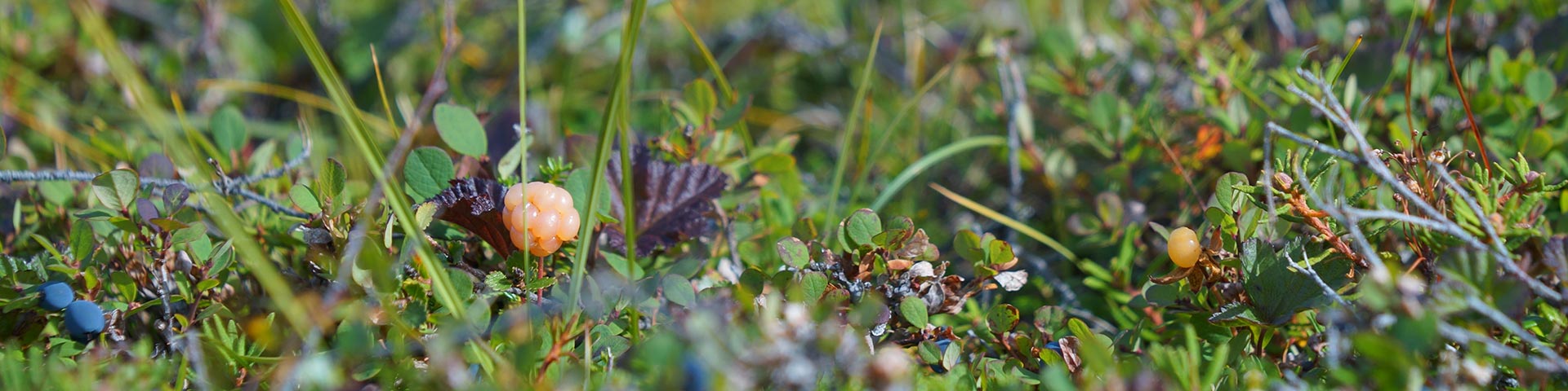 Gros plan de petites plantes vertes dans le parc national Ukkusiksalik.